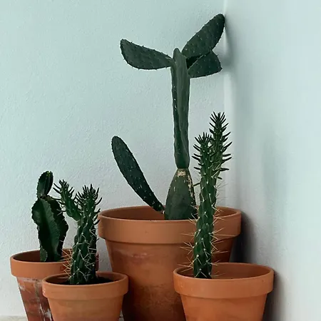 Oliveira Brava * Pêra