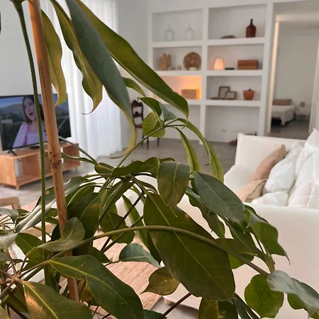 Oliveira Brava Nyaraló *